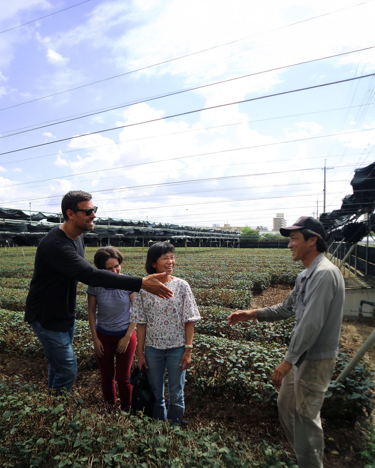 matcha farm in Uji Japan